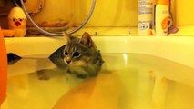 Funny Cats Enjoying Bath _ Cats That LOVE Water Compilationghgh