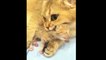Kittens Talking and Playing with their Moms Compilation _ Cat mom hugs baby kittenjjj