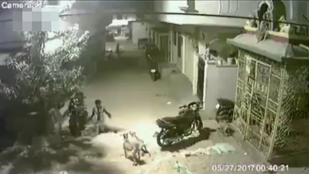 kid vs dogs