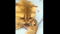 Kittens Tith their Moms Compilation _ Cat mom hugs baby kitten
