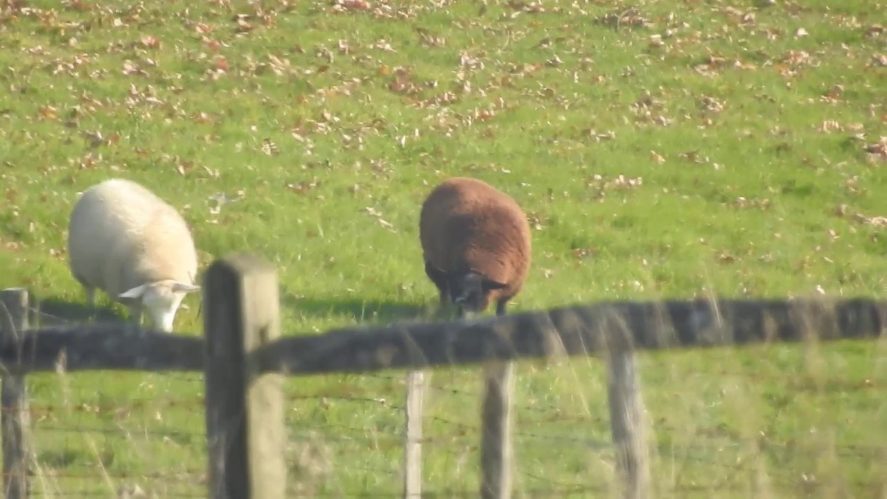 Black Sheep White Sheep super zoom zoom test