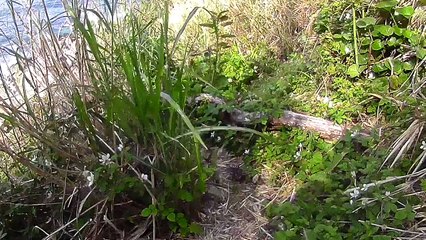 201704【伊豆の地磯】伊豆市『ナベウラ』磯道紹介だけの動画