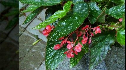 Angel wing Begonia 강남오피 강남건마 오피쓰 opss3.com