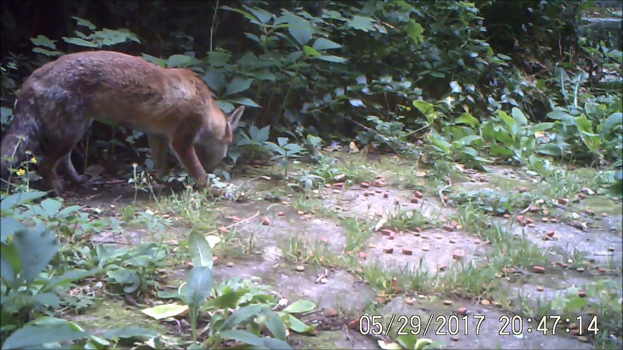 Renard en plein jour, à Rouen, 29/05/2017 et 02/06/2017