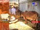 Muslim man takes care of cow as his finances, Ahmedabad - Tv9 Gujarati