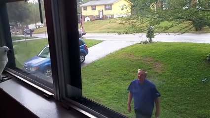 La joie de ce perroquet qui retrouve son maitre... Trop mignon