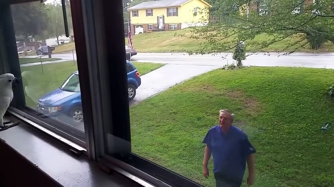 La joie de ce perroquet qui retrouve son maitre... Trop mignon