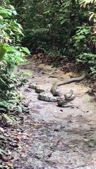 Cobra royal VS python