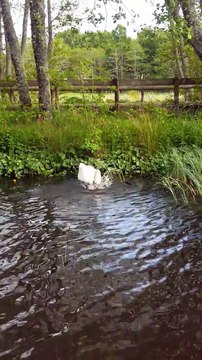 Ce cygne dévore des bébés canards... Cruel