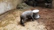 Ce bébé rhinocéros s'entraine à charger... Adorable