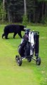 Un ours se pointe sur le green en pleine partie de golf en Alaska