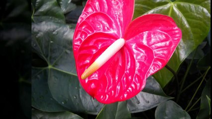 Anthurium flowers 역삼오피 【오피쓰 】 역삼건마 （ OpsS 3。c 0 м）