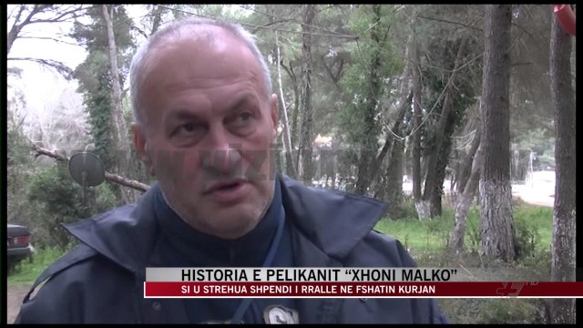 Historia e pelikanit “Xhoni Malko” - News, Lajme - Vizion Plus