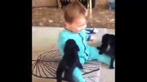 Hayvanlar Alemi - Monkey funny 5 - Funny video - Lovely little dogs