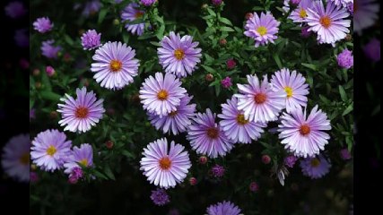 Aster flowers 부천오피 ｛오피쓰｝ 부천건마 ［OPSS3ㆍＣO Ｍ］