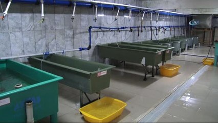 Türkiye'nin Derelerinin Alabalığı Trabzon'dan