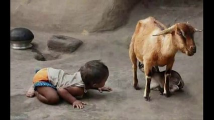 Hayvanlar Alemi - Monkey funny 5 - Funny video - Lovely little Cats