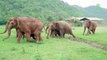 Elephants Run To Greeting A New Rescued Baby Elephant