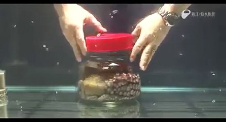 Chiude un polpo nel barattolo, la sua reazione vi lascerà SENZA PAROLE!!!