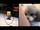 Funny And Cute Animals Videos Compilation 2017 [HD] 4 - Hayvanlar Alemi