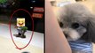 Funny And Cute Animals Videos Compilation 2017 [HD] 4 - Hayvanlar Alemi