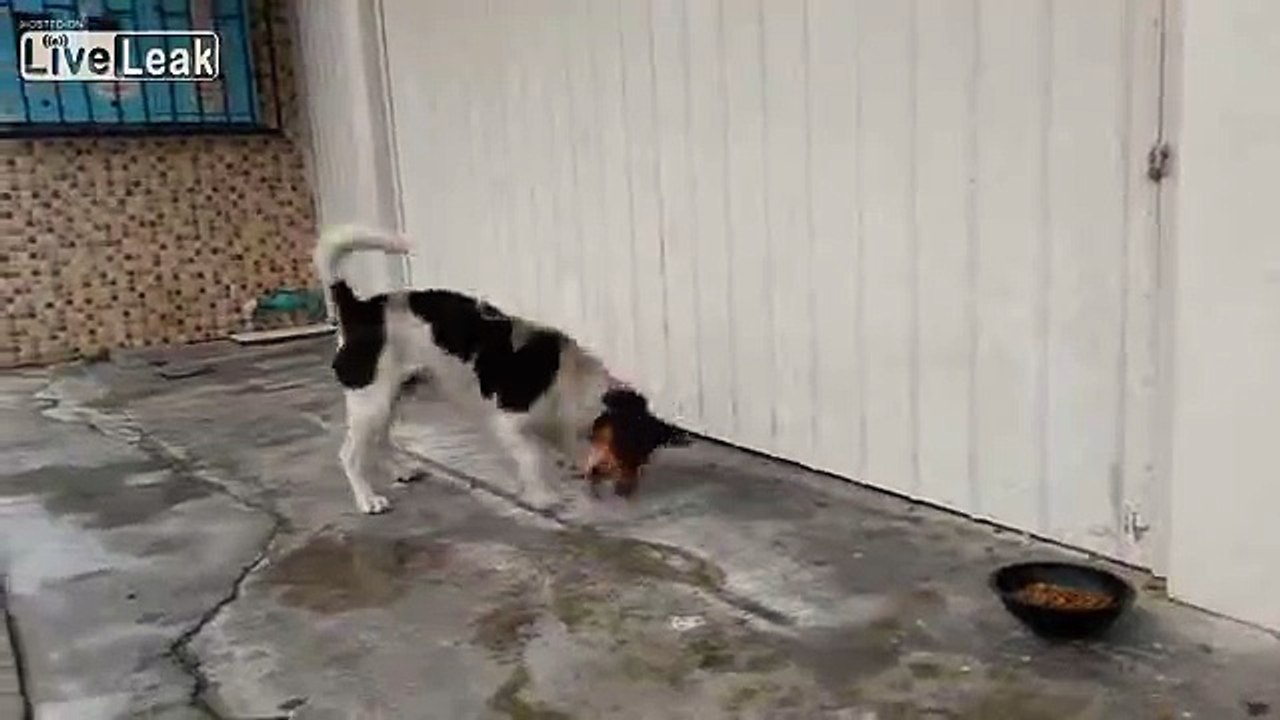 Un chien devient complètement fou sans aucune raison apparente