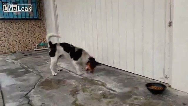 Un chien devient complètement fou sans aucune raison apparente