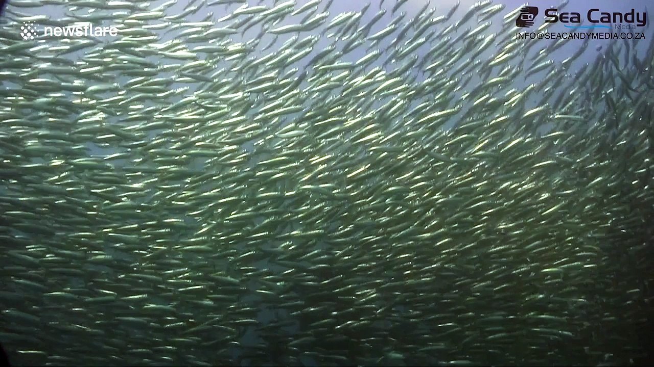 Sharks, dolphins and gannets in sardine feeding frenzy