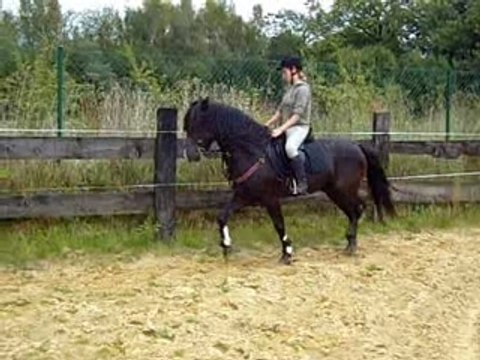 Montage Bounty obstacle oxer 1m10