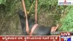 Madikeri: Bull Which Slipped Into Pond While Trying To Drink Water Rescued