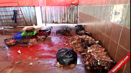 Sakarya’da mide bulandıran görüntüler