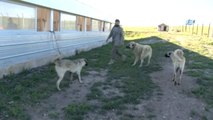 En Zeki ve Güçlü Köpek Irkı Olarak Kabul Edilen Kangala Bilimsel Takip