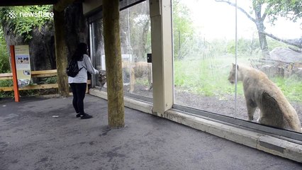 Lion cub really wants the umbrella