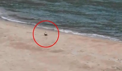 Şile'de kıyıya vuran cisim polisi alarma geçirdi