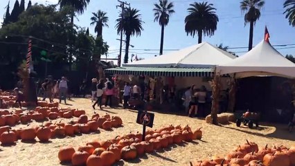 Mr. Bones Pumpkin Patch-GGTxV8eHwUk