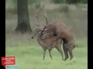 Animals mate Deer cute Animal funny   Video