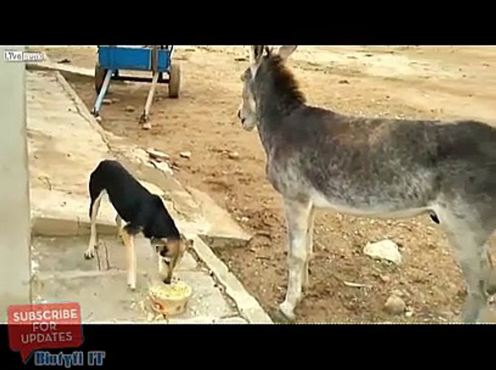 Eşeğin Köpekten İntikamı Kötü Oldu