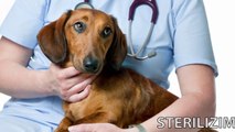 Report Tv -Rreze Dielli, Sterilizimi i kafsheve shtepiake