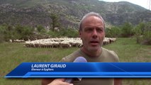 D!CI TV : la transhumance a commencé, explications à Eygliers