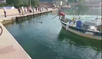 Un homme pêche au harponne un marlin dans le port de Saint Mandrier (Var)