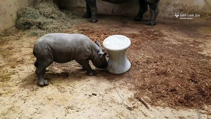 Un bébé rhinocéros affronte un coriace adversaire