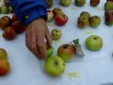Variétés de pommes du livradois