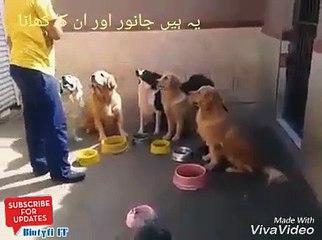 Dogs obediently
