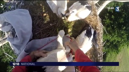 Dordogne : les cigognes s'installent