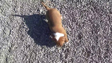 88ème Vidéo Les 3 premiers nés de la 28ème portée de STAFFORDLAND