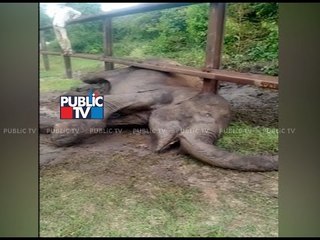 Elephant Stuck Below Iron Rods Rescued By Forest Department