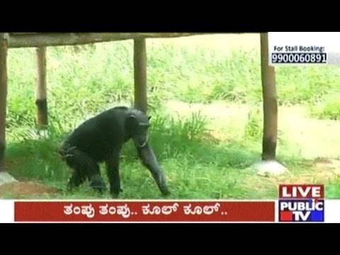 Water Sprinklers Installed Around Animal Habitats In Mysore Zoo For Summer