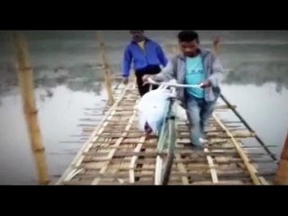 Assam Man Lugs Body On Cycle Team Probing Village Infrastructure Falls In River As Bridge Collapses.