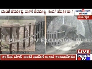 Video Footages Of Wild Elephants Attempting To Cross Railway Bars