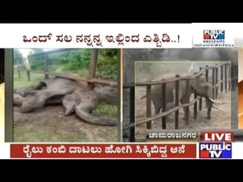 Elephant Stuck Under Railway Bars In Bandipur Rescued By Forest Guards